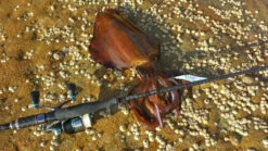 Delux Amigo Super PE Braid 150m Spool -Best Fishing Store 858e003e8f4b0e1bb585e38a1bc51293