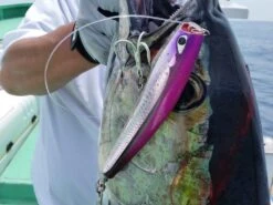 CB One 2022 Dixon 200mm -Best Fishing Store 92360465 2947683601961925 4292654361621823488 o 24908835 fe1e 4d92 b18b e0359f4e9459