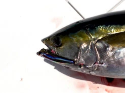 2022 Hibiki X Livre Xicara 200 -Best Fishing Store HibikiXLivreXicara2007