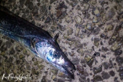 Complete Hairtail Pack (2 Sets)