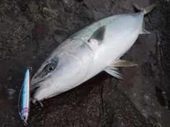 2019 Maria Rerise Slow Sink 130mm 55g -Best Fishing Store img rerisess01 bcc72b7c 1105 4bad b46a df6e969be893