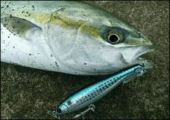 Maria Fla-Pen Blue Runner 85mm 28g -Best Fishing Store img sec2 02 4c5690c1 6a9e 4a4c b77a 3f665ac0a367