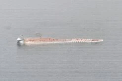 Decoy Aji Drive Jighead SV-55 -Best Fishing Store sv 55 05set