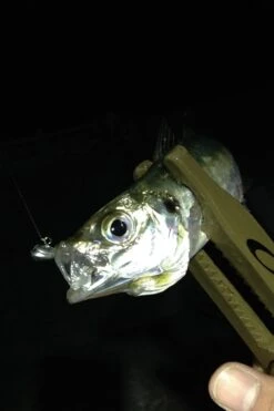 Decoy Aji Drive Jighead SV-55 -Best Fishing Store sv 55 06fish